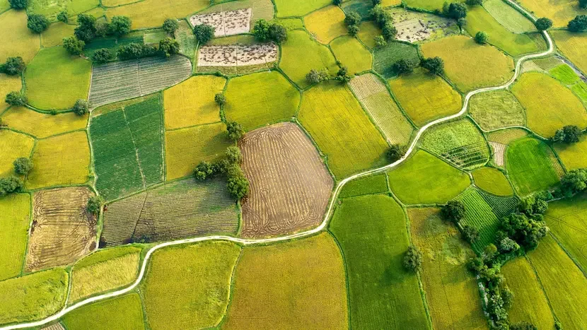 Mekong delta rice fields
